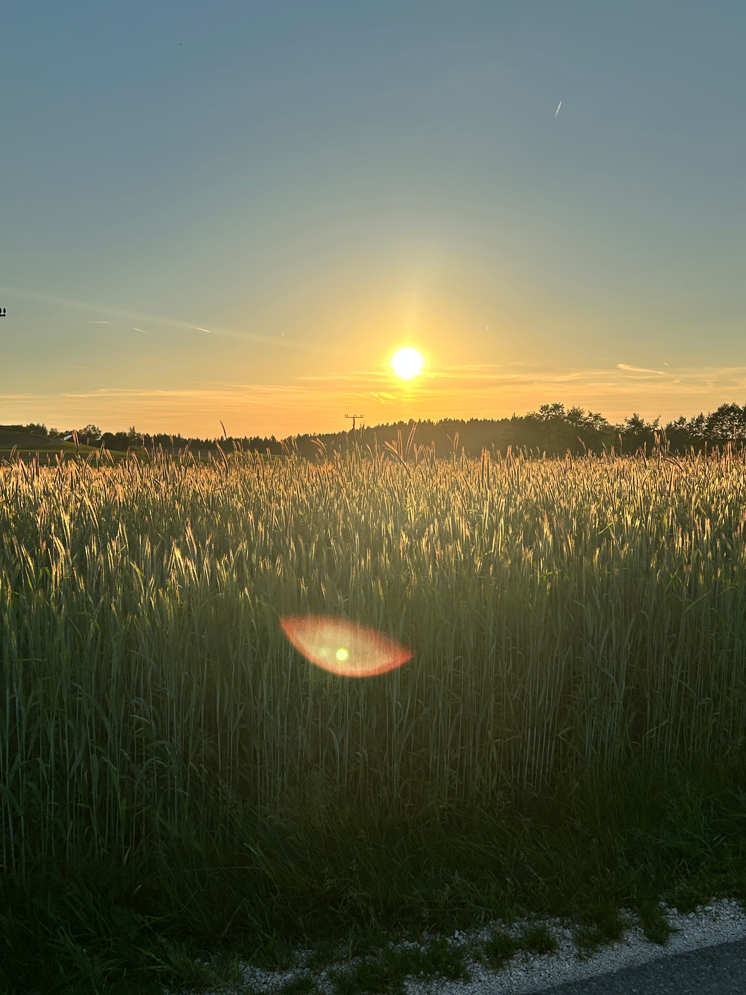 Bright sun setting over a golden wheat field with a prominent lens flare.
