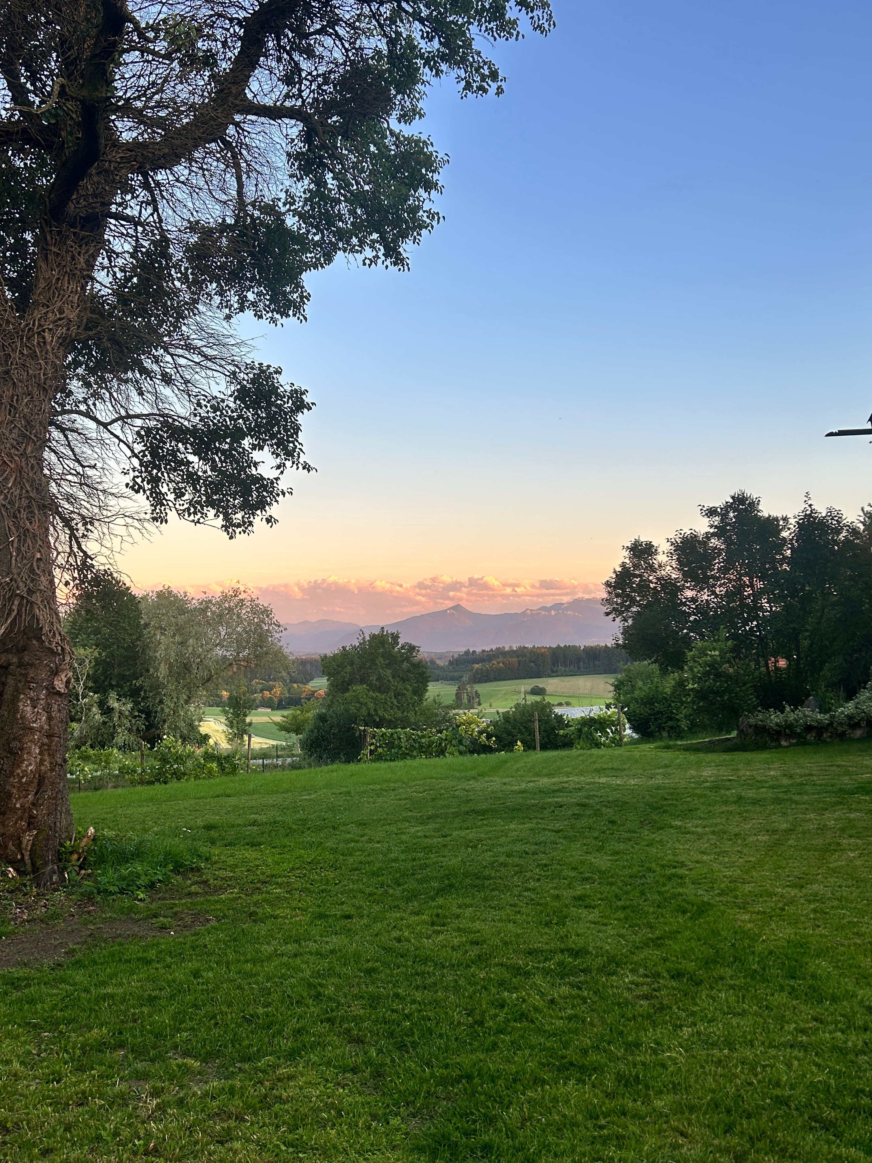 Large tree framing a green field and distant mountains under a soft pink sunset sky.